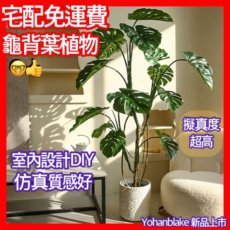 室內龜背芋|【室內觀葉植物】綠手指必知的龜背芋5個秘密，加碼零失誤照顧。